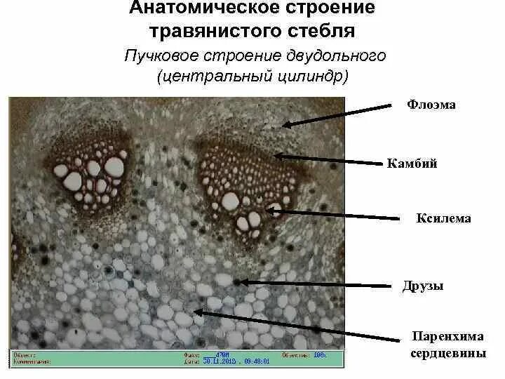 Анатомическое строение стебля травянистых растений. Пучковое строение стебля двудольного растения. Пучковое строение стебля. Анатомическое строение стебля двудольного пучковое строение. Поперечный срез стебля травянистого двудольного растения.