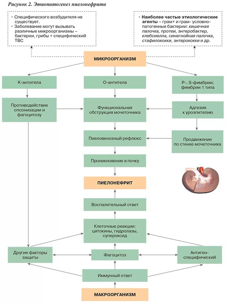 Пиелонефрит схема