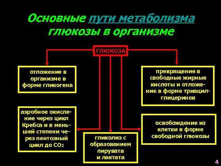 Главное путь. Основные пути метаболизма Глюкозы в организме. Общий метаболический путь. Основные метаболические пути в организме. Основные пути метаболизма Глюкозы.