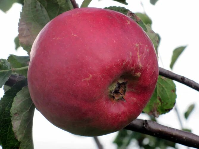 Яблоня сорт Жигулёвское. Сорт яблони Жигулевская Жигулевская. Сорт яблок Жигулевское. Яблоня осенняя Жигулевское.
