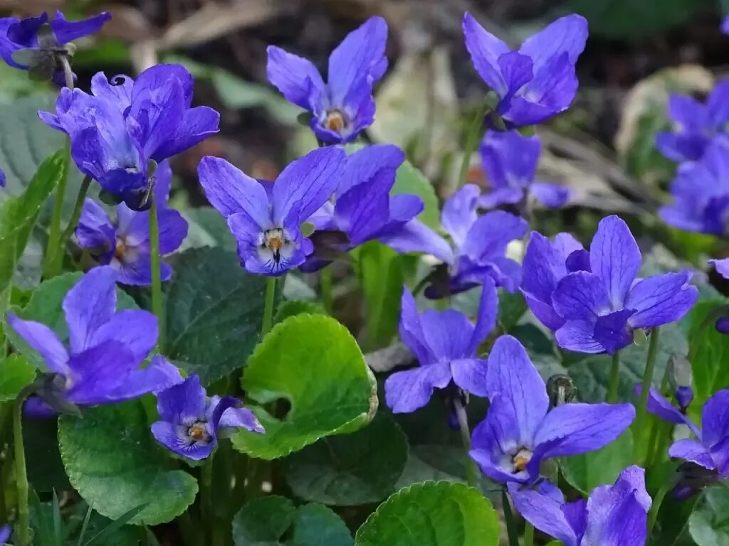 Фиалка душистая лесная. Фиалка (viola odorata). Фиалки первоцветы. Фиалка крийская. Viola hirta l.