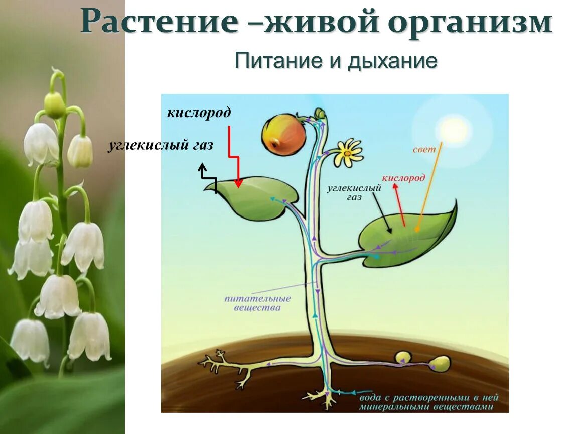 Для дыхания растений необходим кислород для фотосинтеза. Растение живой организм. Углекислый ГАЗ для растений. Углекислый ГАЗ кислород растения. Растение живой организм схема.