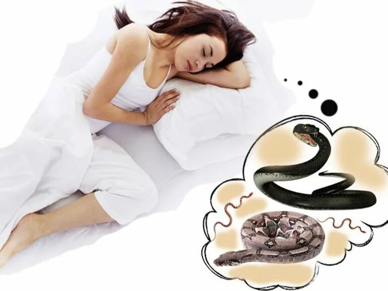 Змейки во сне. Сонная змея. К чему снится змея женщине.