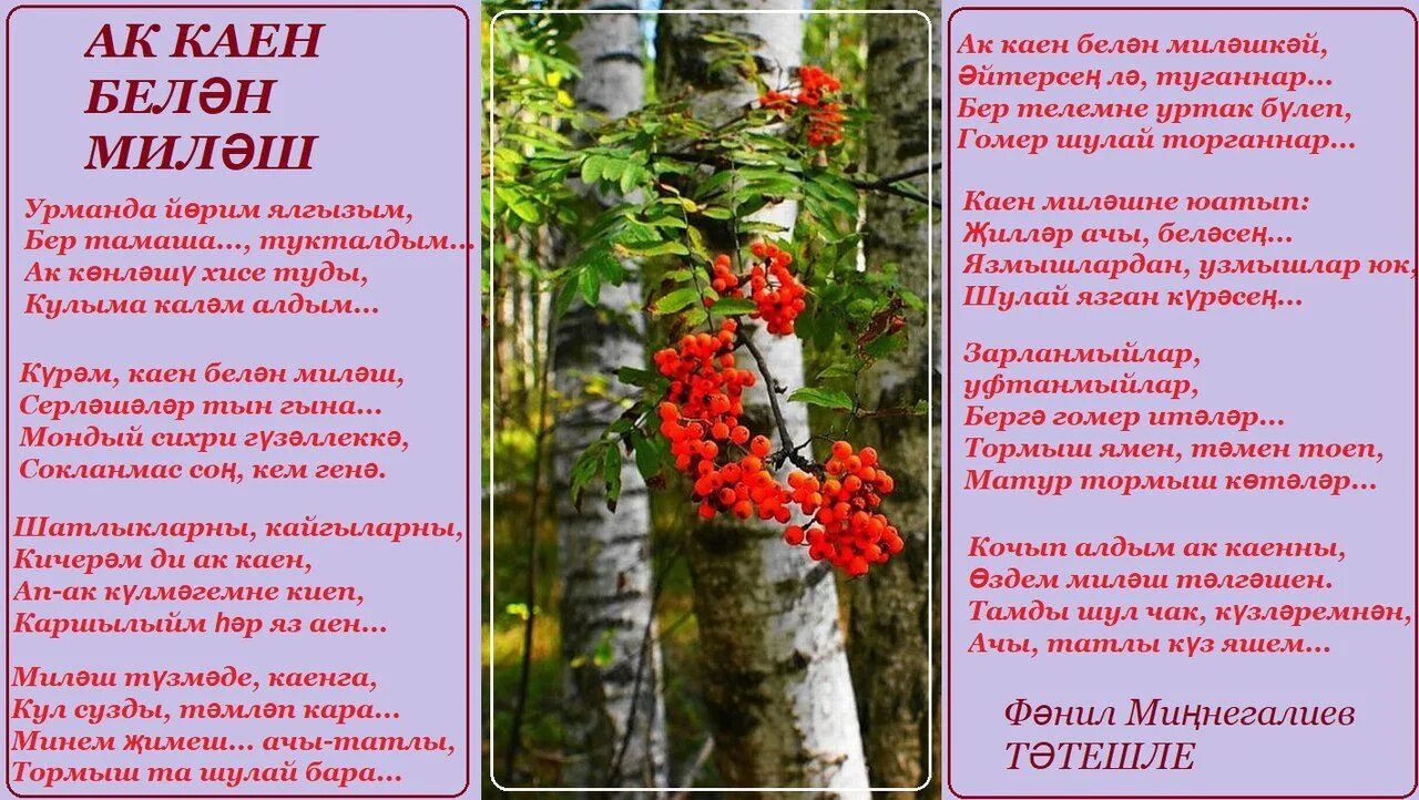 Песня ак каен. Милэш стихи. Милэш стихи с картинками. Милэш рисунок. АК каеннар.