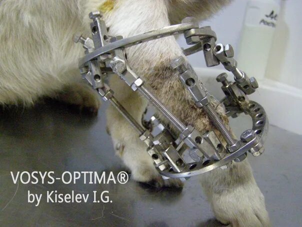 После операции на лапу собаку. Остеосинтез Ветеринария. Аппарат остеосинтеза собака. Остеосинтез лапы у собаки.
