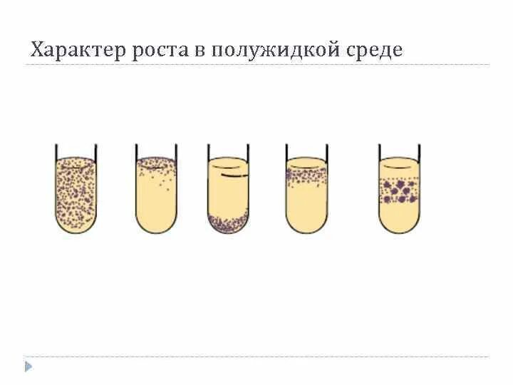 Характер роста бактерий на жидких питательных средах. Характер роста на жидких питательных средах. Рост бактерий на жидких питательных средах. Характер роста бактерий на жидких средах.