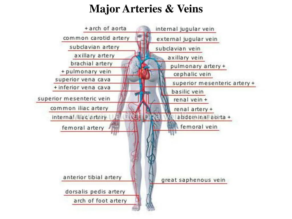 Артерии и вены туловища анатомия. Артериальная система схема артерий. Расположение артерий в теле. Артериальная система анатомия.