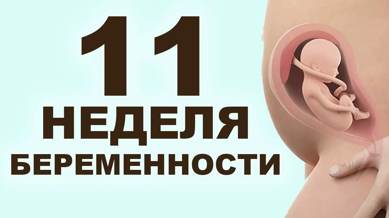 11 Недель беременности. 11 Акушерская неделя беременности. 11 Месяцев беременности.