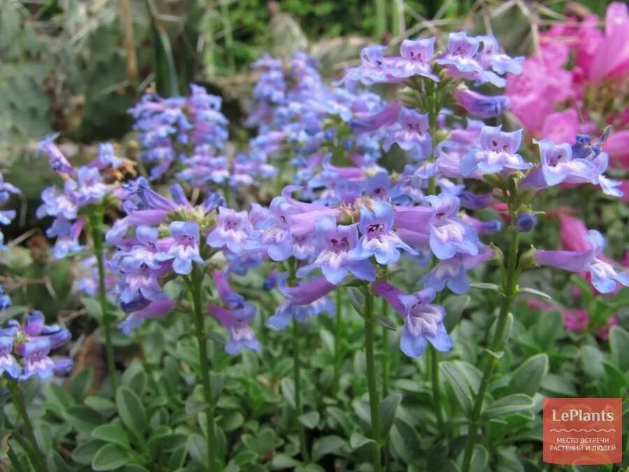 Penstemon hartwegii 'Picotee Red' Virginia Oakes Flickr