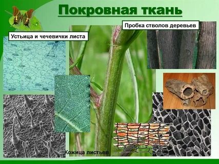 Покровные ткани покрывают снаружи все органы растений
