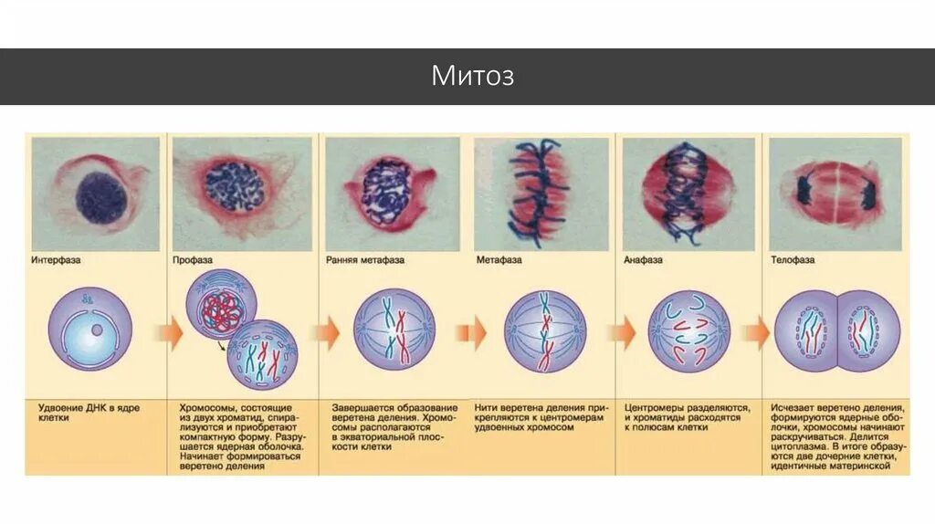 Стадии деления клетки митоз. Фазы деления клетки митоз рисунок. Этапы деления клетки митоз. Деление ядра и клетки митоз. Установите последовательность изменений происходящих с хромосомами