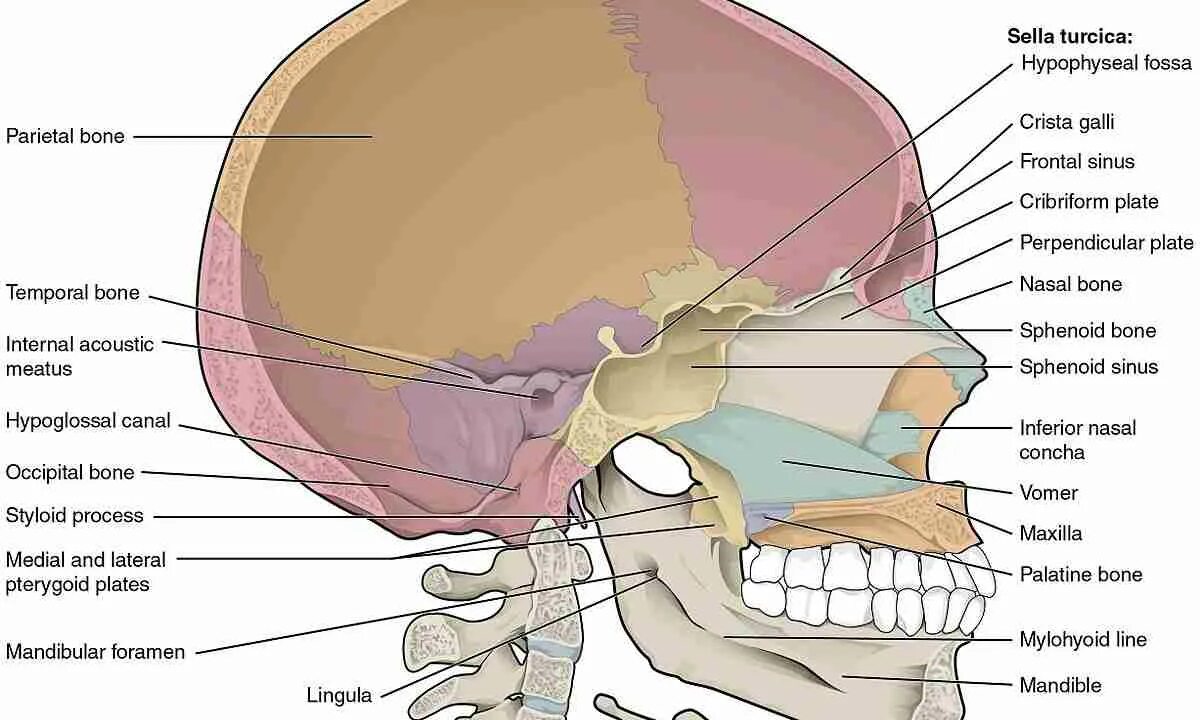 Боли костей лица. Анатомия черепа Сагиттальный срез. Клиновидная кость черепа анатомия человека. Череп и кости черепа анатомия.