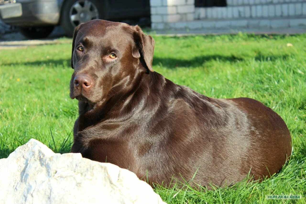 Лабрадор ретривер шоколад. Лабрадор ретривер коричневый. Собака шоколадный лабрадор. Лабрадор короткошерстный коричневый. Большая коричневая собака.