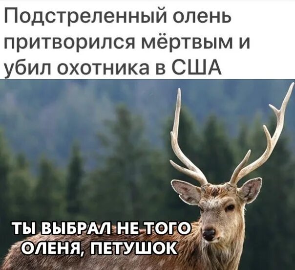 Что значит природа притворилась мертвой
