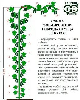 Огурцы кураж посадка уход
