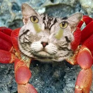 Песня крабики котики