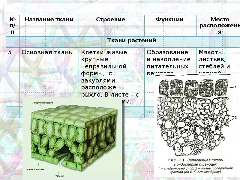 Основная ткань растений функции. Функция функция основной ткани растений. Строение основной ткани растений. Запасающие ткани растений строение и функции. Изображенная на рисунке структура участвует