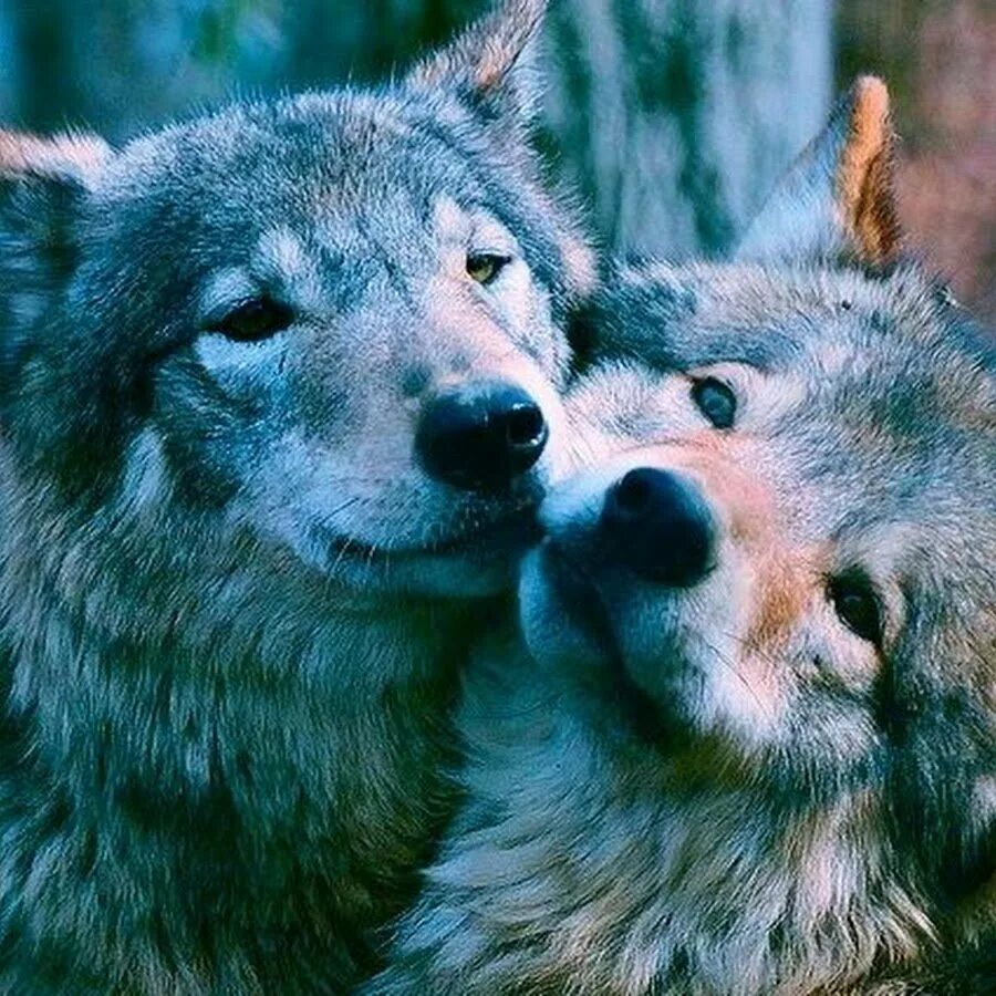 Влюбленные волки. Пара волков. Нежность волков. Волки пара на всю жизнь. Волки пара на всю жизнь.