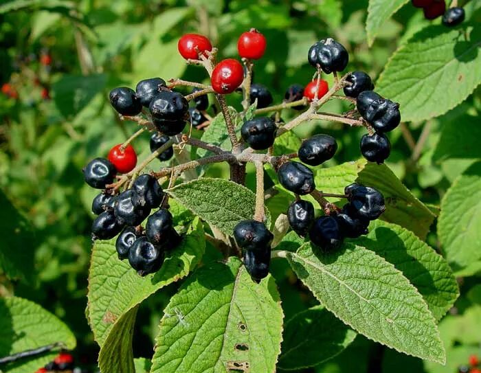 красные ягоды на садовом участке. калина черноплодная рябина. вибурнум берри ред. калина черноплодная. калина гордовина могикан.