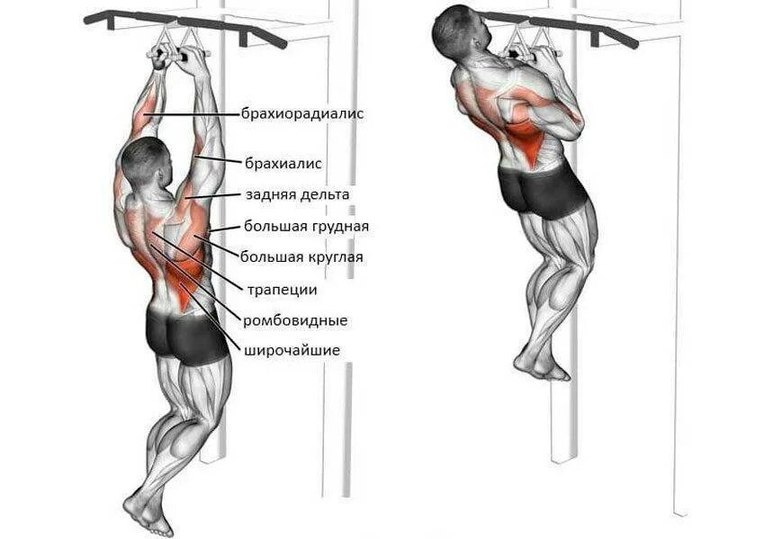 Подтягивания отжимания брусья. Подтягивания в гравитроне обратным хватом. Мышцы задействованные при отжимании на брусьях. Подтягивания обратным параллельным хватом на гравитоне. Подтягивания в гравитроне узким хватом техника.