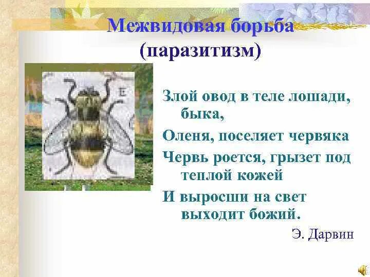 Что такое паразитизм кратко 5 класс. Межвидовая борьба паразитизм. Межвидовая борьба примеры. Межвидовая борьба паразитизм примеры. Межвидовой паразитизм примеры.