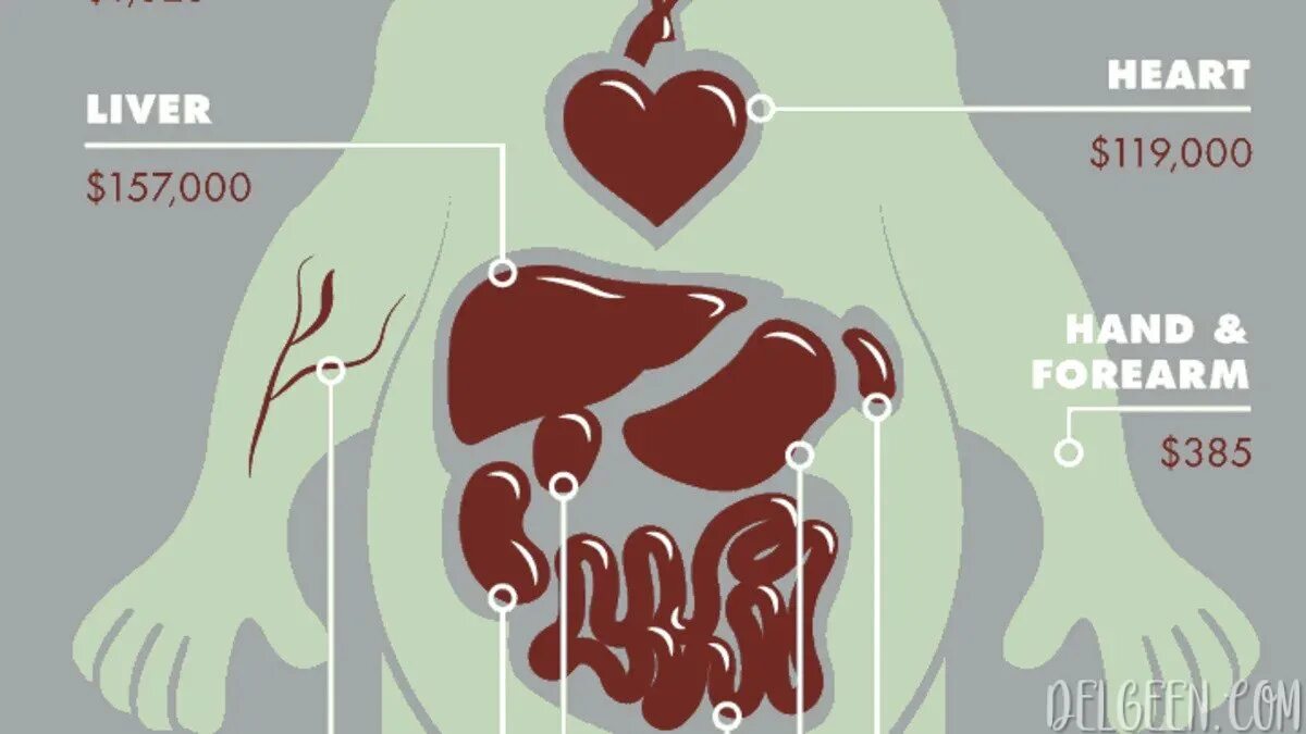 Стоимость человеческих органов на черном рынке. Сколько стоят органы человека. Сколько стоит сердце человека.