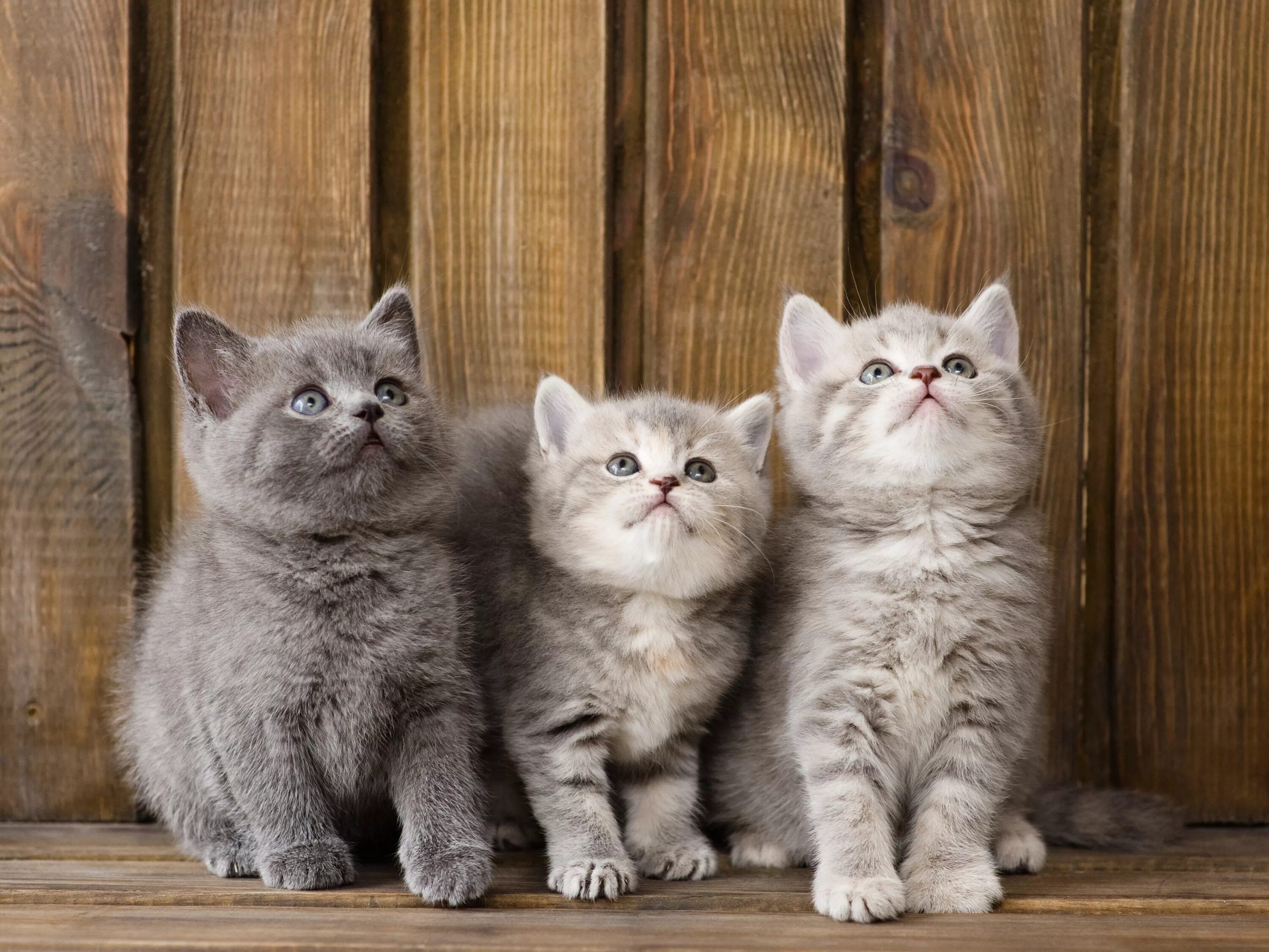 Котики д