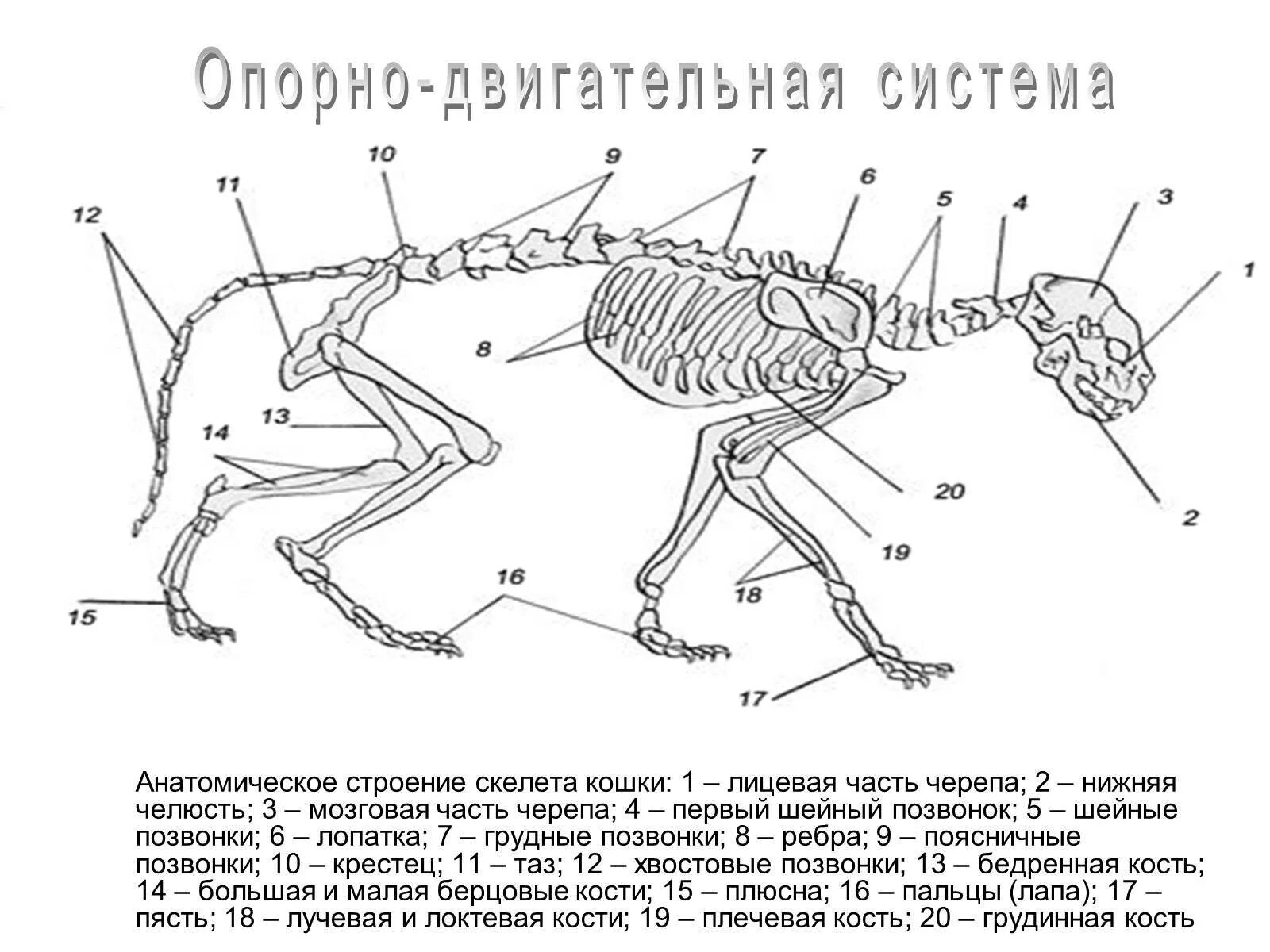 Скелет кошки строение. Строение костей лапы кошки. Опорно двигательная система скелет собаки. Строение опорно-двигательного аппарата млекопитающих.