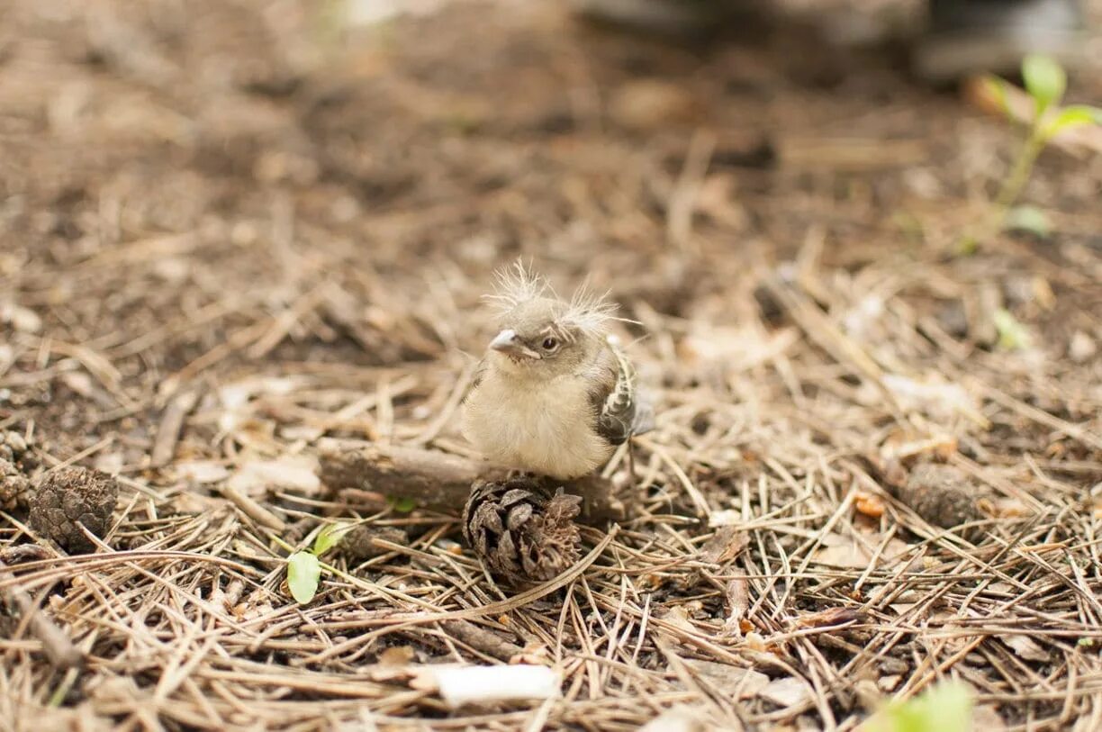 Птенец выпавший из гнезда. Новорождённые птенцы воробья. Птенец желторотик ласточка. Выпавший из гнезда. Слеток зарянки.