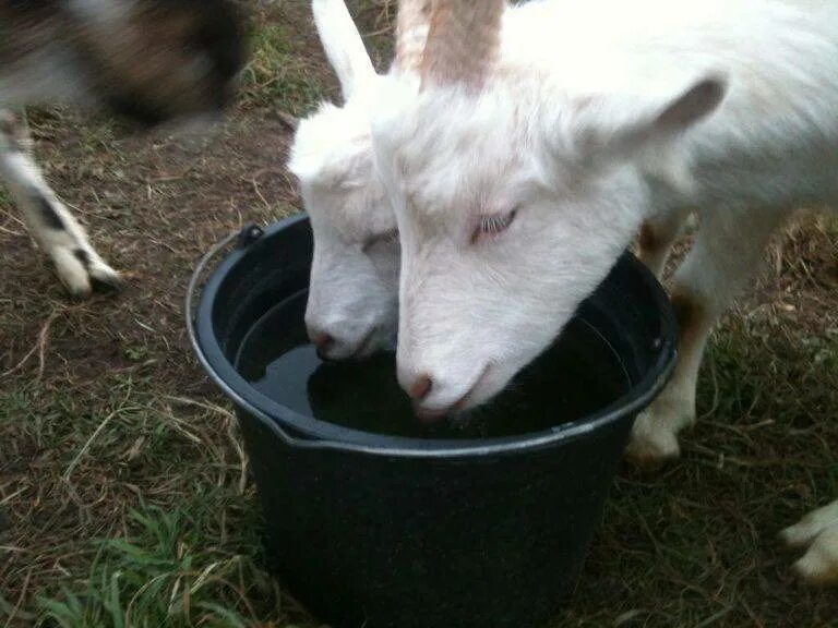 Корма для коз. Поение козлят. Коза пьет воду. Козы питье. Чем кормят домашних коз