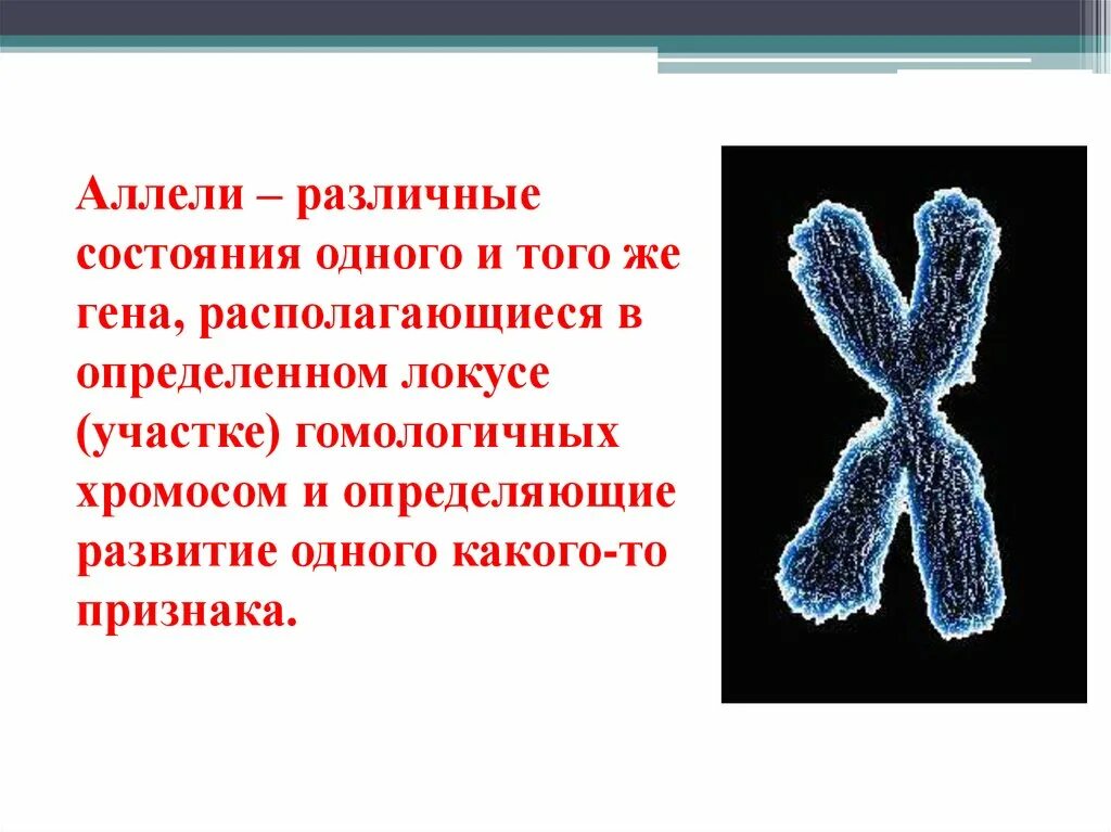 Аллели в хромосомах. Хромосома ген аллель. Гомологичные хромосомы и аллельные гены. Аллельные гены в хромосомах. Аллейные гены
