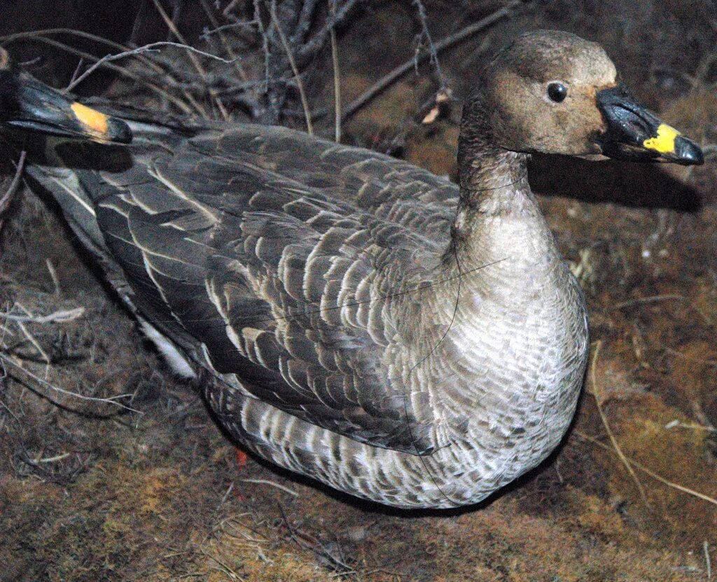 Дикие гуси казарка. Пискулька гнездо. Охотничий гусь порода. Тип гуся. Дикий белый гусь.