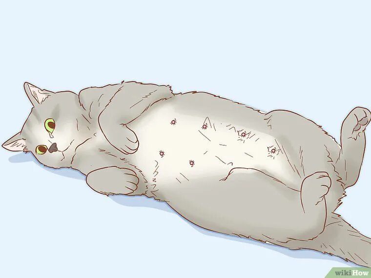 Сон беременной котенок