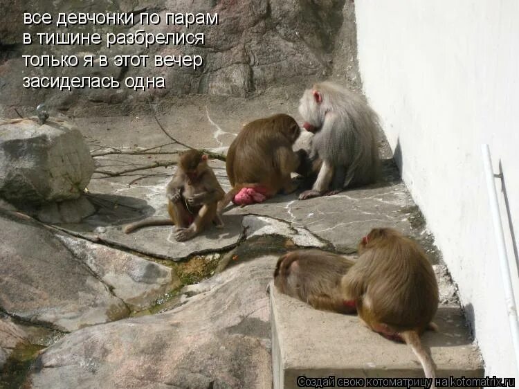 Все подружки по парам в тишине разбрелися. Расцвела под окошком белоснежная вишня текст. Фотосессия для подруг на сером фоне. Все подруги по парам в тишине. Текст песни расцвела под окошком белоснежная вишня текст.