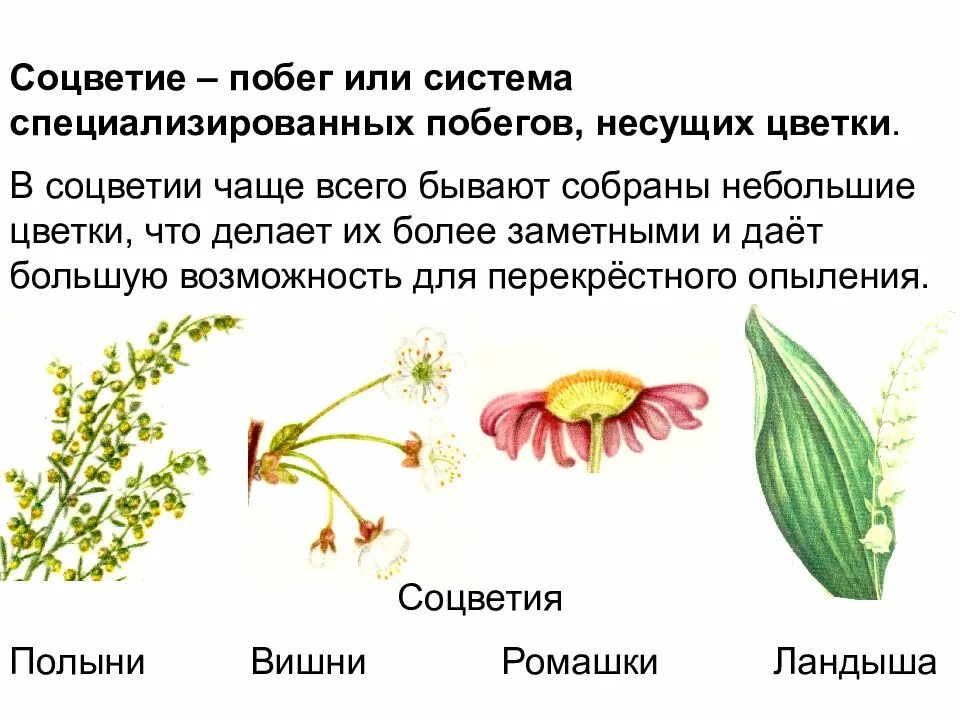 Генеративные органы цветки соцветия биология 6. Генеративные органы растений цветок. Генеративные органы цветки соцветия. Соцветие цветок побег. Генеративные органы соцветия