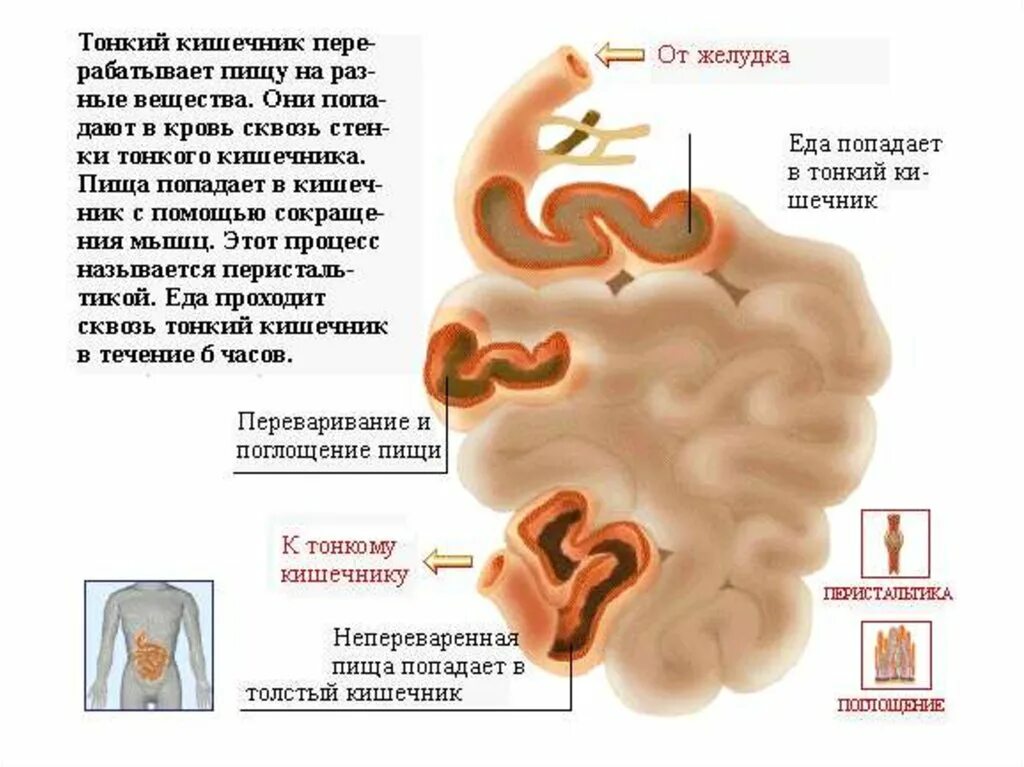 Кишечник что делает окружающий мир 2. Органы человека тонкая кишка. тонкий кишечник в организме человека. кишечник доклад 2 класс.