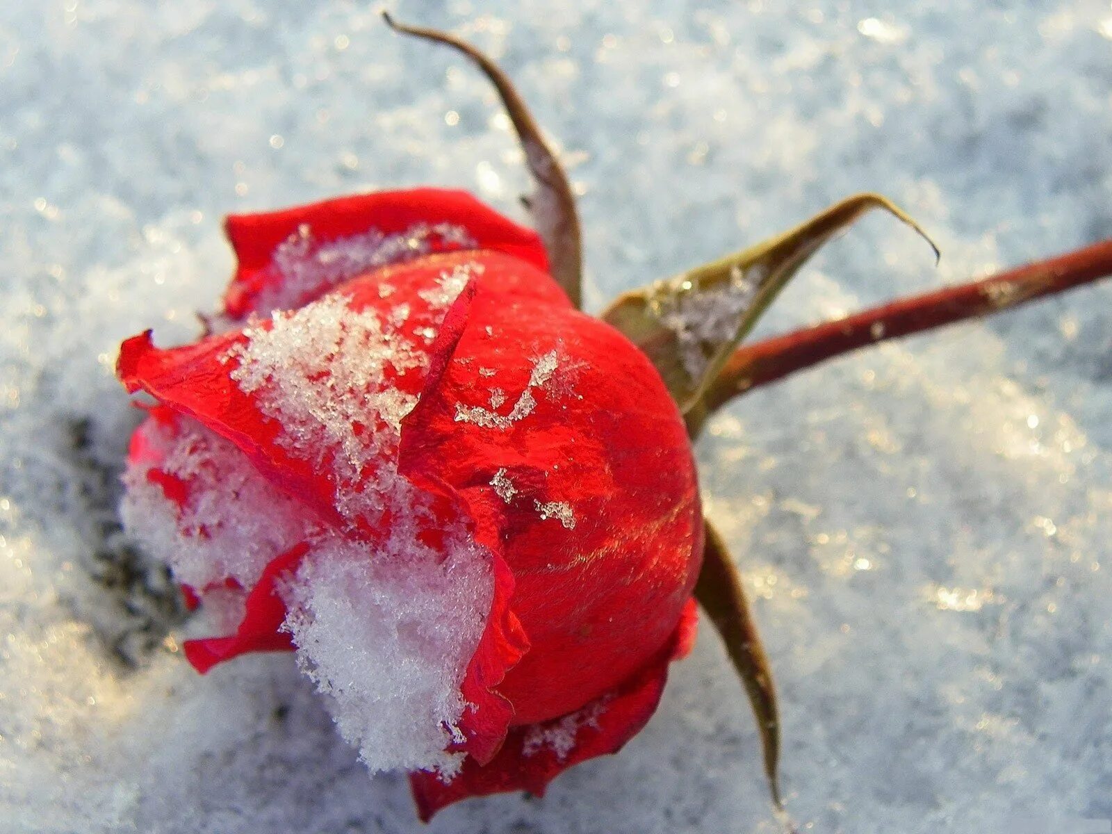 Красные цветы зимние розы. Розы на морозе. Увядшая роза под снегом. Завядшие розы на снегу. Snow Kiss роза.