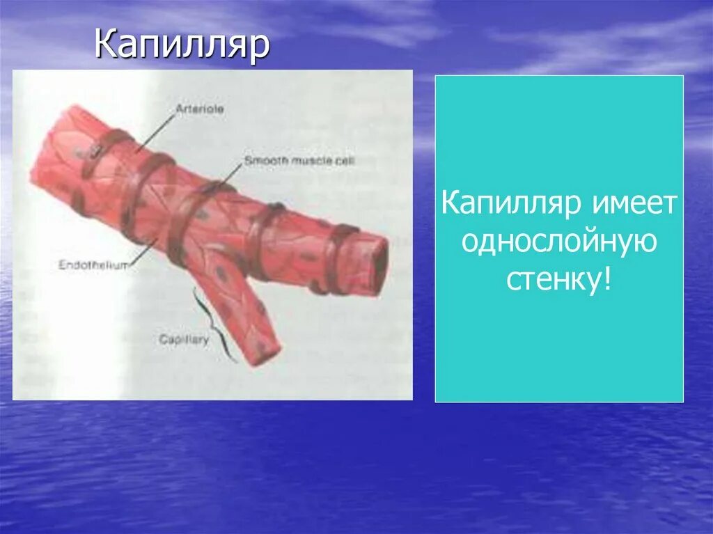 Капилляры однослойные. Капилляры артерии стенки однослойные. Однослойные стеновые капилляров. Имеют однослойные стенки возвращают кровь к сердцу