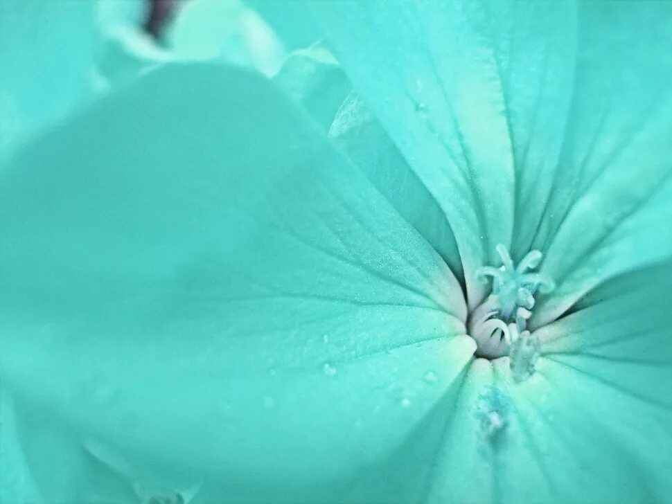 Мудборд тиффани. Стильный коллаж. Модный коллаж. Девушки в бирюзовых тонах. Бирюзовые цветы.