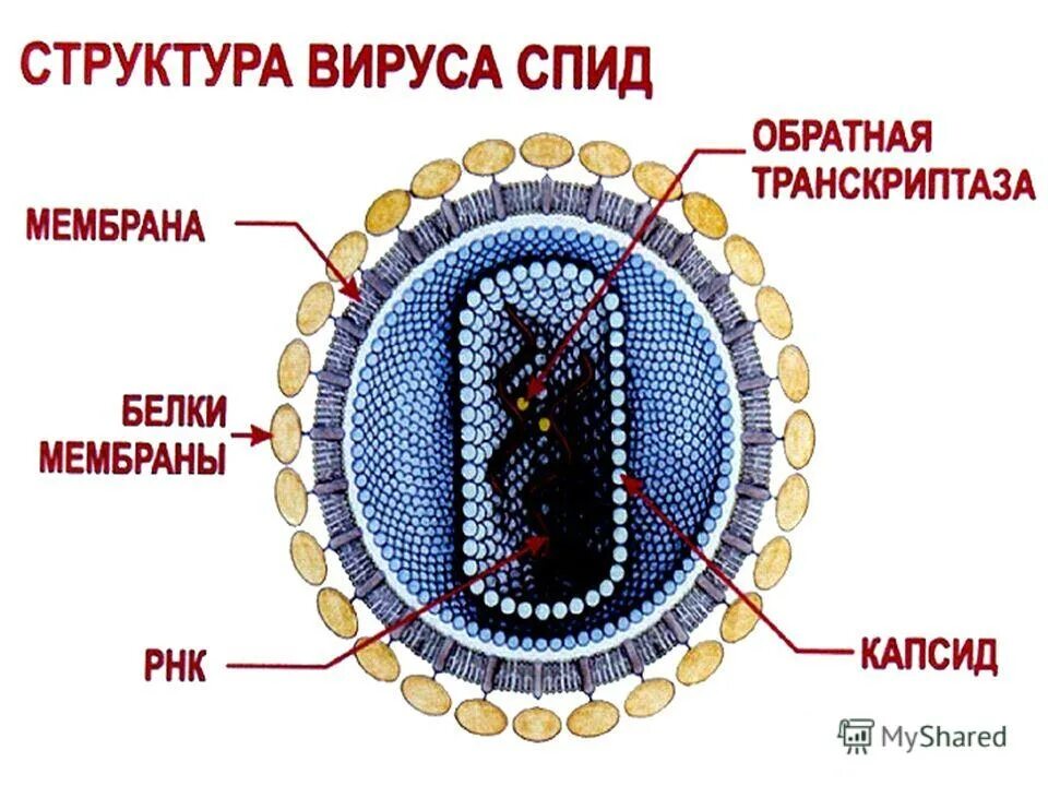 многообразие строения вирусов. структура вируса гриппа микробиология. схема строения вируса. строение вирусов вирусные заболевания. структура вириона вируса спида.