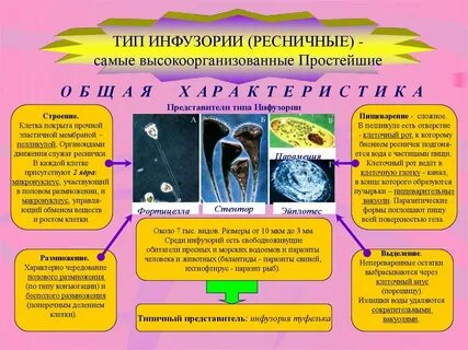 Рассказ про простейших