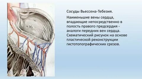 Наименьшая вена