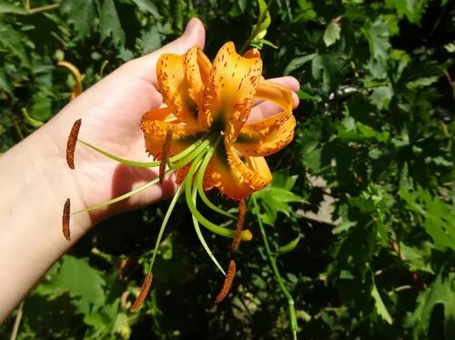Лилия Speciosum Henryi (Специозум Генри) 16/18 (1 шт) купить в Украине с доставк