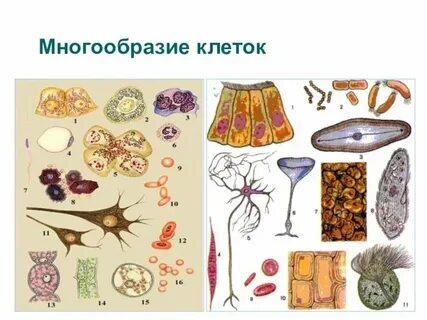 Органы чувств у многоклеточных животных