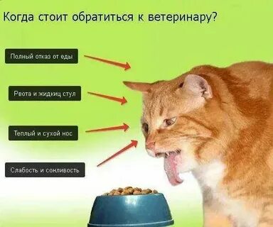 Кот вялый не ест только пьет