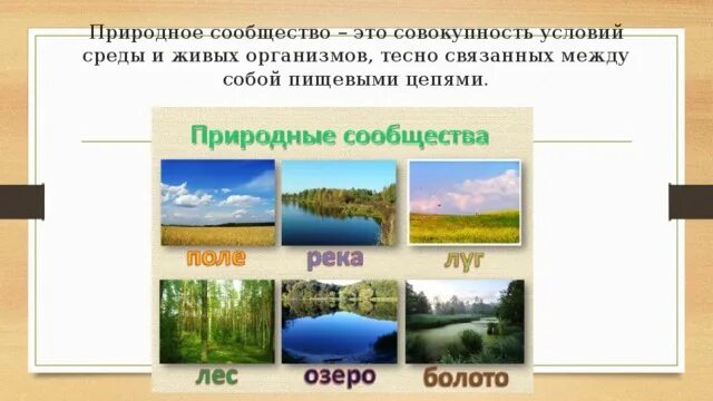 Тест разнообразие природных сообществ. Природные сообщества. Природный. Природное сообщество лес схема. Проект на тему природное сообщество.