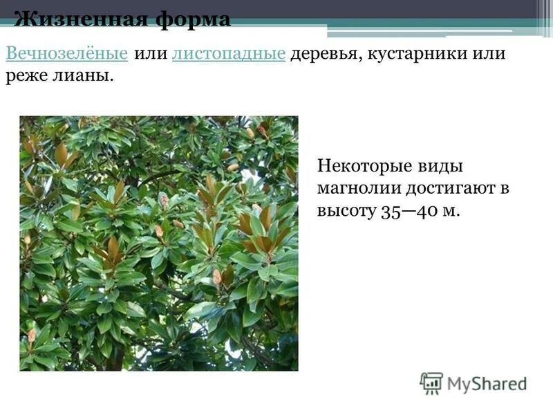 Отдел голосеменные. Вечнозеленые реже листопадные кустарники и деревья. Представители хвойных голосеменных. , ель, можжевельник, туя, самшит. Листопадные растения и вечнозелёные растения.