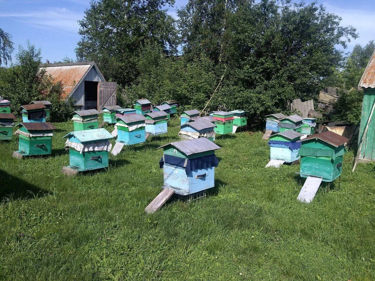 Пасек под. Ясная поляна пасека. экскурсионная пасека пчелиная усадьба. пасека в лесу. пасека в яблоневом саду.