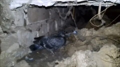 Голуби на чердаке многоквартирного