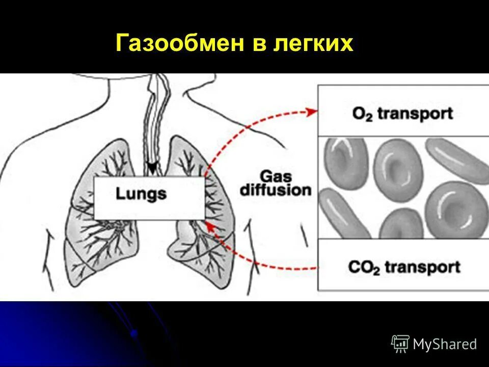 Как называется процесс в легких. Диссеминированный процесс в легких рентген. Таблица органы дыхания 8 класс дыхательная система строение и функции. Процесс газообмена в легких. Как называется процесс в легких.